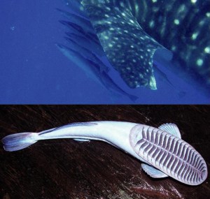 whale_shark-remora
