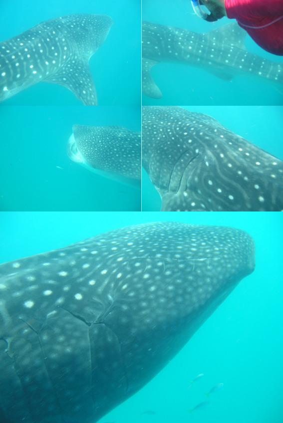 whale_shark_foto-id