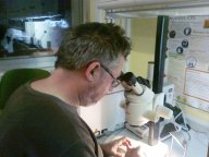 Rafa Bañon estudiando un espécimen bajo la lupa.