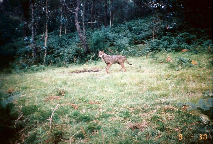 Lobo ibérico pasando frente a la cámara en la Serra do Cando