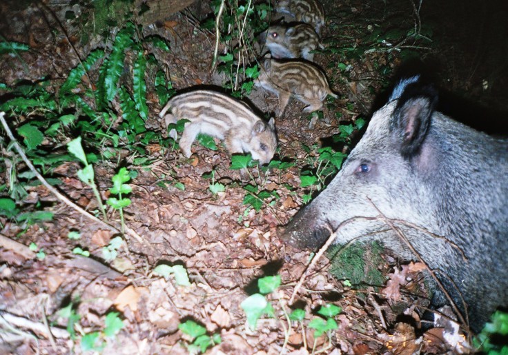 Una jabalí hembra con cuatro jabatos fotografiados en el LIC del Lérez (foto: Gonzalo Mucientes, BEC)