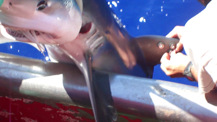 vlcsnap-2013-02-25-02h43m33s120