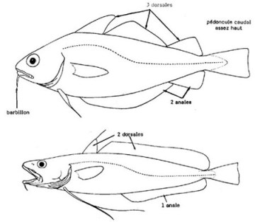 Fuente: http://www.faocopemed.org/