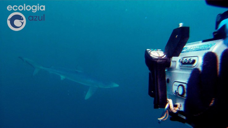 Prionace glauca (Linnaeus, 1758). Foto: Manuel E. Garci