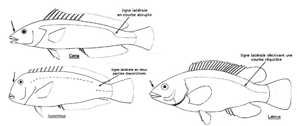 Fuente: http://www.faocopemed.org/