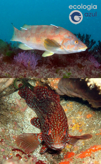 Arriba: Maragota. Foto: David Villegas. Abajo: Pinto. Foto: Alex Alonso. Labrus bergylta