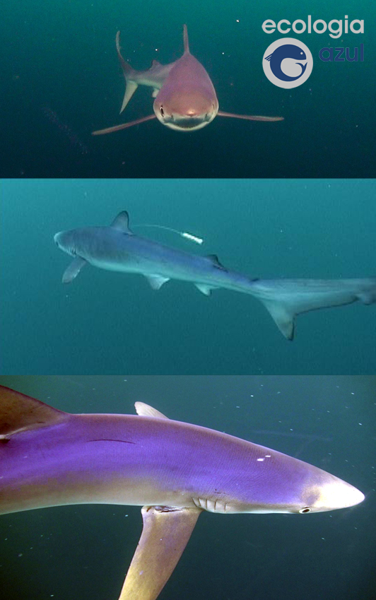 Prionace glauca (Linnaeus, 1758). Foto: Jose Luis Irisarri