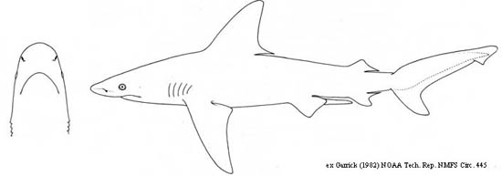 Source: NOAA Technical Report NMFS Circ. 445