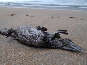 Ejemplar inmaduro de alcatraz atlántico en el arenal de A Lanzada, Pontevedra (foto: G. Mucientes, BEC)