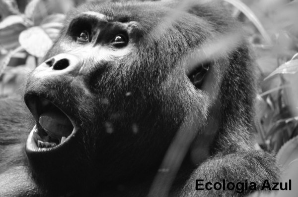 Macho alfa de gorila de montaña