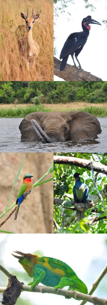 Oribi (Ourebia ouribi), cálao abisinio (Bucorvus abyssinicus), elefante africano (Loxodonta africana), abejarruco gorgirrojo (Merops bulocki), turaco azul (Corythaeola cristata) y camaleón de Jackson (Trioceros jacksonii)