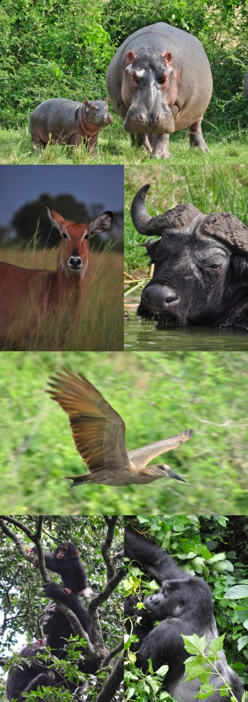 Hipopótamo (Hippopotamus amphibius), antílope acuático (Kobus ellipsiprymnus), búfalo (Syncerus caffer caffer), avemartillo (Scopus umbretta), chimpancé (Pan troglodytes) y gorilla de montaña (Gorilla gorilla beringei)