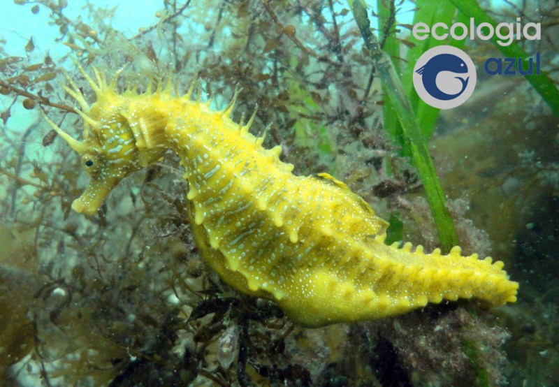 seahorse3