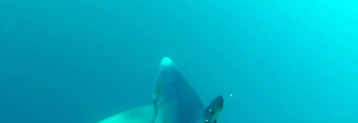 Tintorera navegando tranquilamente tras haber sido ser marcada instantes antes