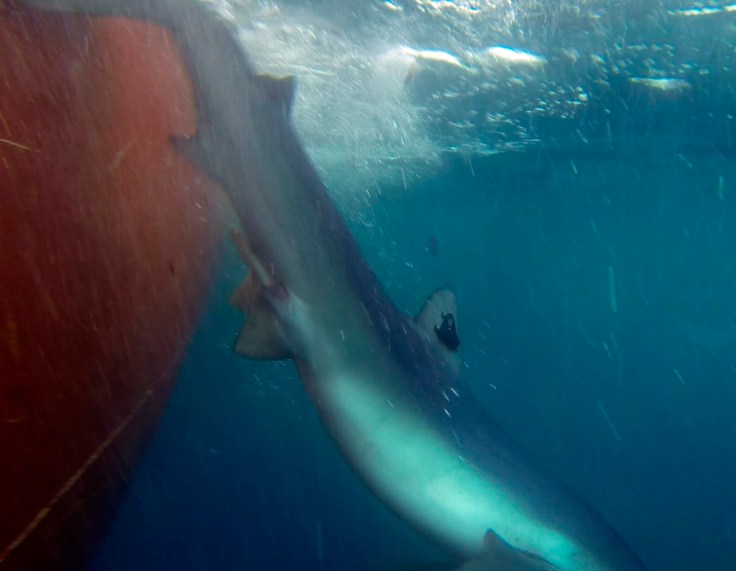 Tiburón azul descendiendo con su transmisor instalado en la aleta dorsal