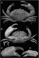 Pilumnopeus africanus