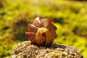 Chaetopleura angulata