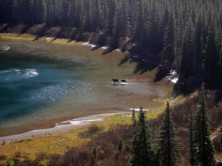 Madre de alce acompañada de su cría (foto: G. Mucientes, BEC)