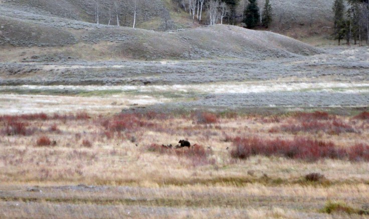 Grizzly comiendo restos de un bisonte americano (foto: G. Mucientes, BEC)