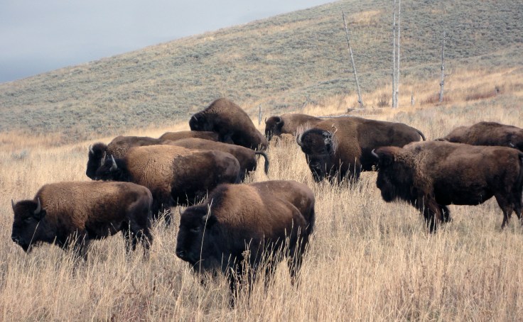 Grupo de bisontes americanos en Yellowstone National Park