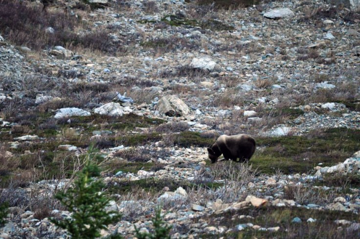 Grizzly radiomarcado en Glacier National Park (foto: Sean Pinnell)
