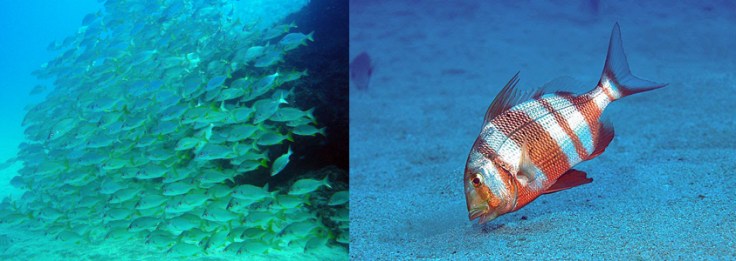 Pomadasys incisus  y Pagrus auriga