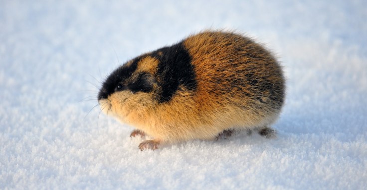 Lemming sobre el hielo a primera hora de la mañana (foto: G. Mucientes, BEC)