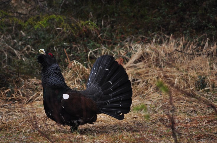 Urogallo defendiendo el territorio (foto: D. Villegas, BEC)