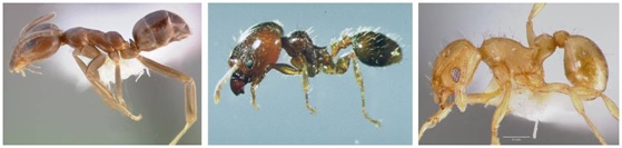 Las tres especies invasoras de hormigas presentes en Europa que UICN considera estar entre los 100 peores organismos invasores: la hormiga argentina (Linepithema humile), la hormiga de gran cabeza (Pheidole megacephala), y la pequeña hormiga de fuego (Wasmannia auropunctata). Imágenes de GISD (Global Invasive Species Database).