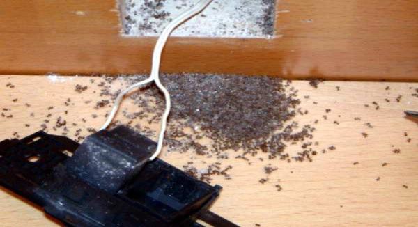 Nidos de hormiga invasora de jardín (Lasius neglectus) bajo un enchufe dañado en una casa en Cataluña. Imagen de GISD (Global Invasive Species Database).