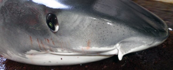 Detalle de la cabeza de un tiburón tigre (foto: G. Mucientes, BEC)