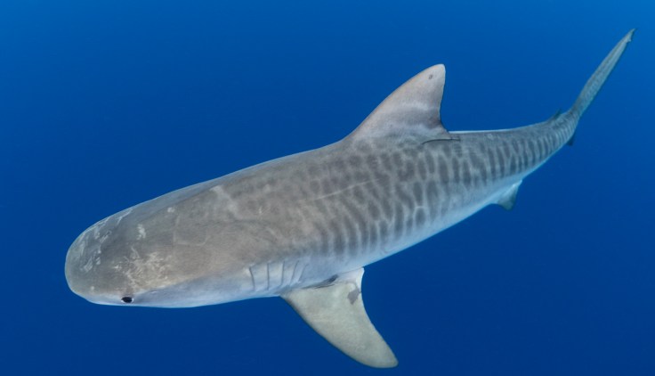 Tiburón tigre en el gran azul (foto: Nick Filmalter/Danah Divers)