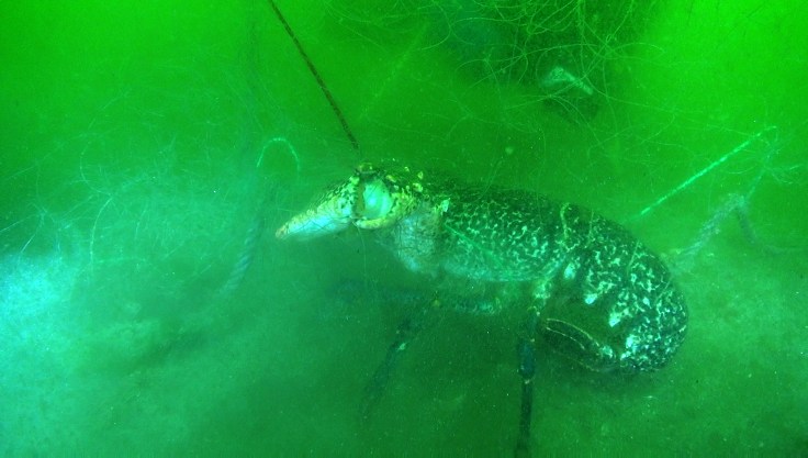 Bogavante en una red (foto: G. Mucientes, BEC)