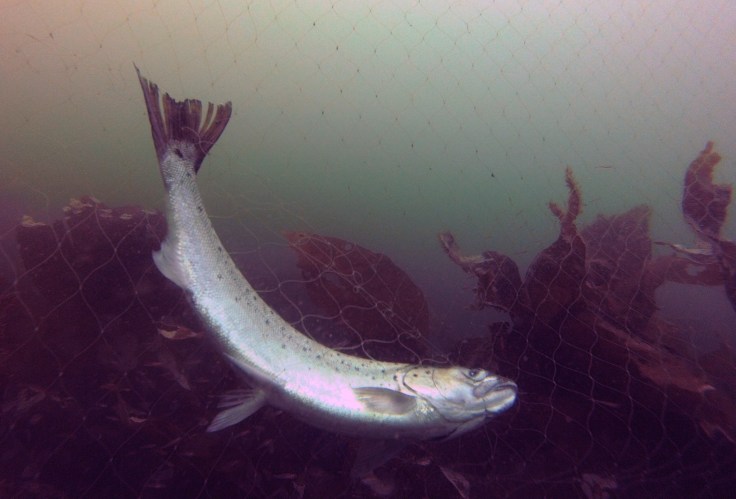 Reo capturado en la red fantasma (foto: G. Mucientes, BEC)