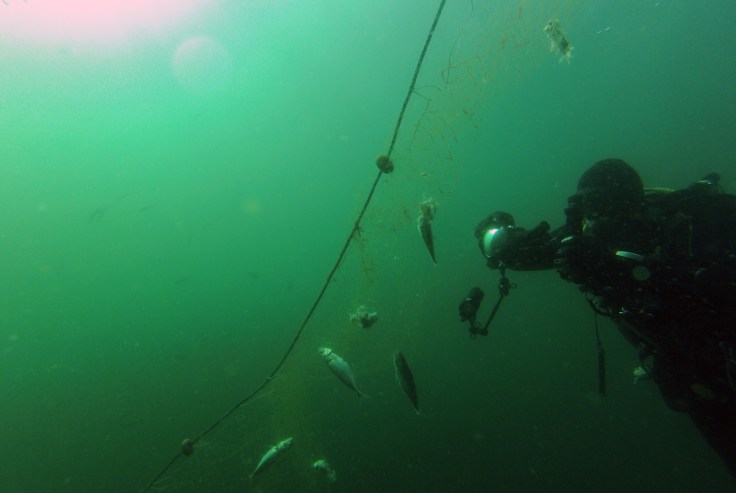 Muestreando y filmando una red fantasma (foto: G. Mucientes, BEC)
