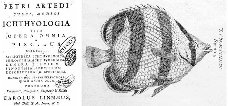 ejemplos del trabajo de Ardeti. Fuente: http://maritimo.blogspot.com.es/