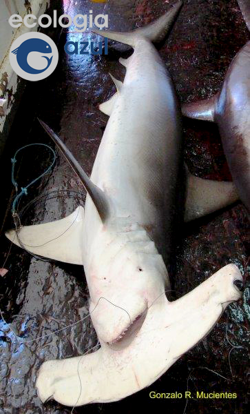 Sphyrna zygaena (Linnaeus, 1758). Foto: Gonzalo Mucientes