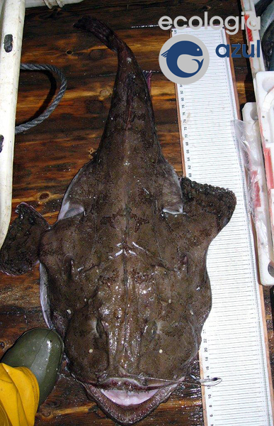 Lophius piscatorius Linnaeus, 1758. Foto: Gonzalo Mucientes