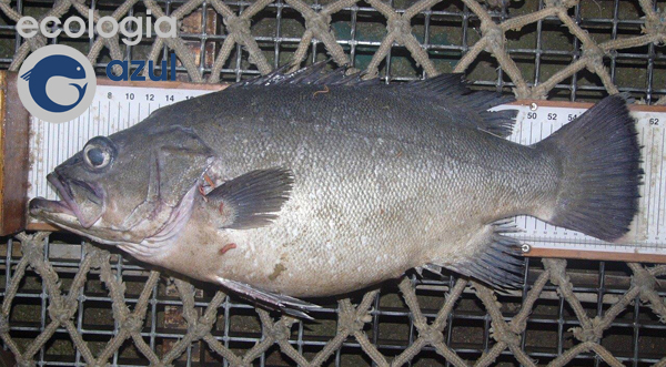 Polyprion americanus (Bloch & Schneider, 1801). Foto: Gonzalo Mucientes