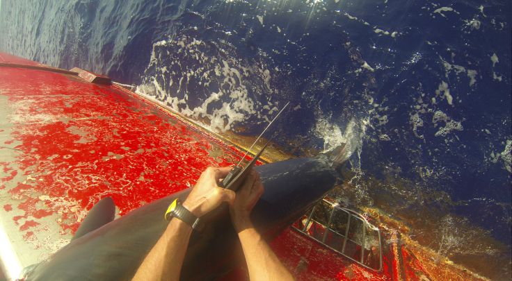 Marcando un marrajo (foto: G. Mucientes)
