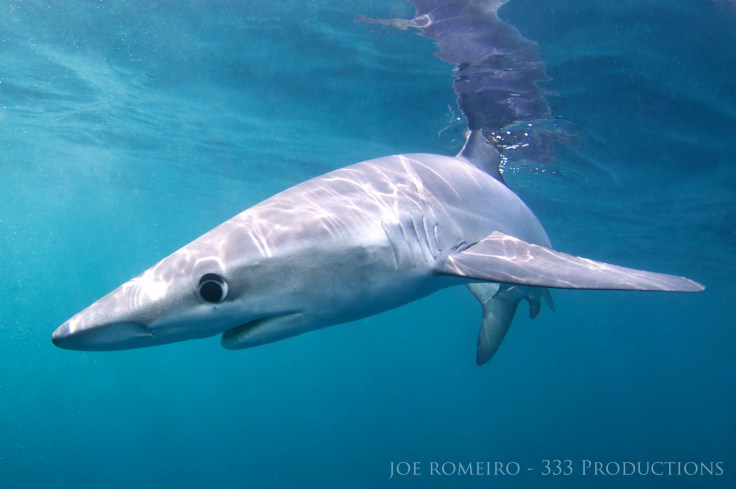 Blue shark (photo by Joe Romeiro/333 Productions)