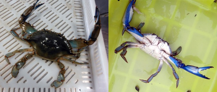 Detalles dorsal y ventral del cangrejo capturado. Foto: Berta Barreiro