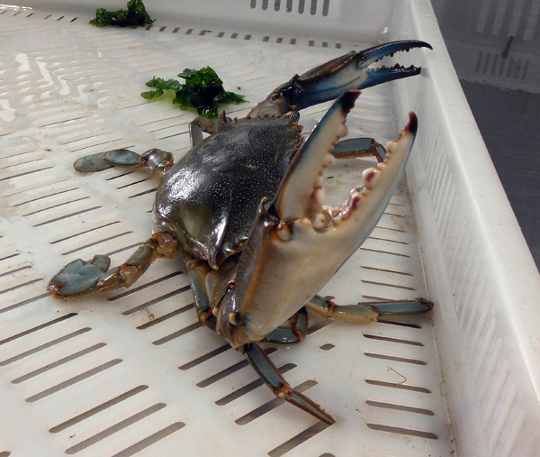 Callinectes sapidus capturado en Tirán. Foto: Berta Barreiro
