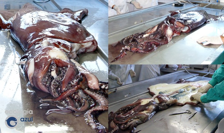 Momentos de la disección hecha en las instalaciones del IIM-CSIC por el profesor Ángel Guerra. Fotos: Alex Alonso