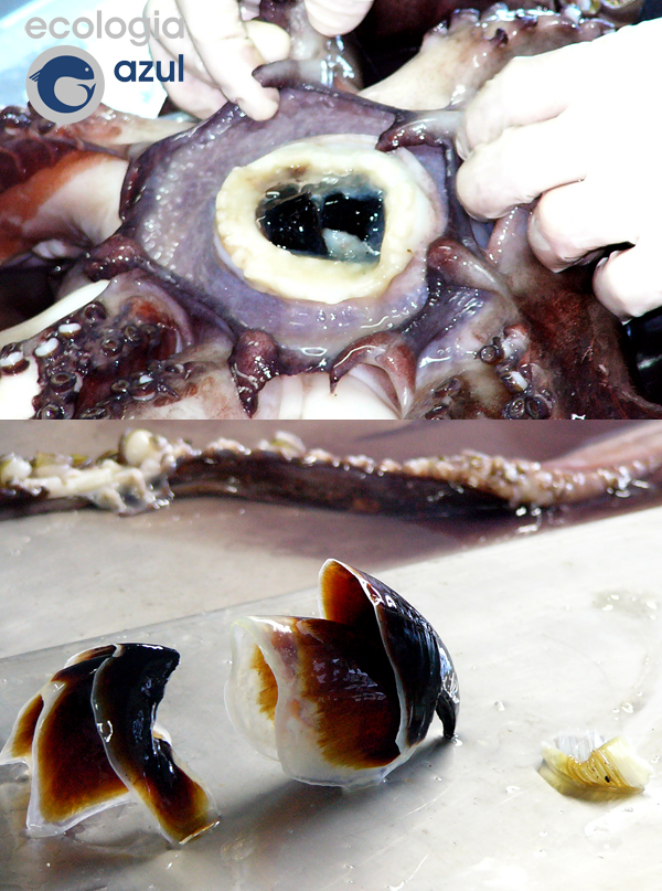 Detalles del pico del calamar de Humbolt. Fotos: Alex Alonso.