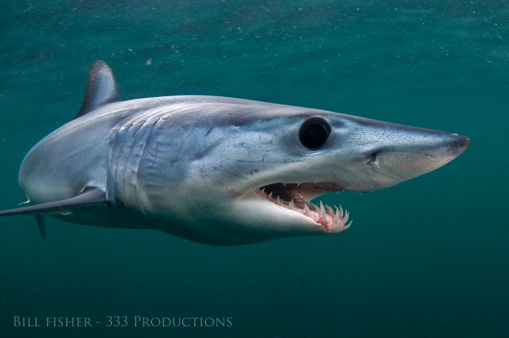 Shortfin mako shark (photo by Bill Fisher/333 Productions)