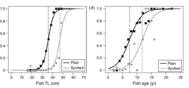 Cambio de sexo por talla y edad en Labrus bergylta.