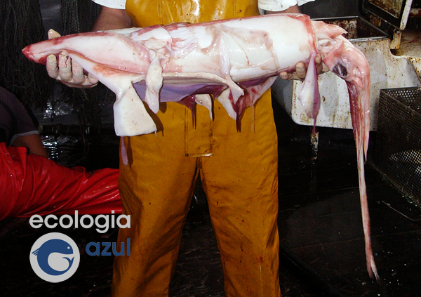 Foto: Gonzalo Mucientes.