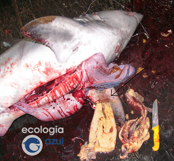 Potas de considerable tamaño forman parte de la dieta de varias especies de tiburones pelágicos. Foto: Gonzalo Mucientes.