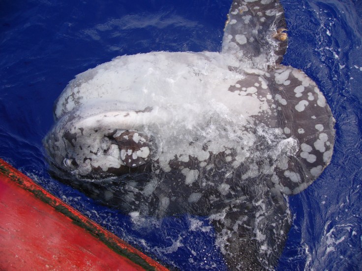 Pez luna gigante fotografiado en el pacífico (foto: G. Mucienttes/BEC)